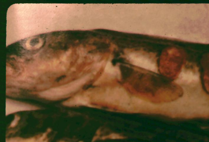 Forurenet fisk fyldt med giftstoffer fanget i Lillebælt i 1970èrne.