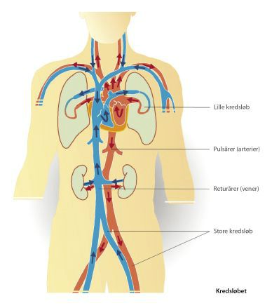 

Diselpartikler (PAHèr) kommer fra luften vi indånder og ned i lungerne. De opfanges også i slim fra luftrøret og sluges, hvorefter de passerer ned i maven og ud i tarmene. Her kan skadelige elementer fra dieselpartiklerne optages i tarmcellerne og derved nå ud i blodbanen og andre organer.